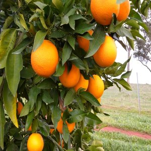 Pomarančovník (Citrus x sinensis) ´SALUSTIANA´ - výška 100-130cm, kont. C10L
